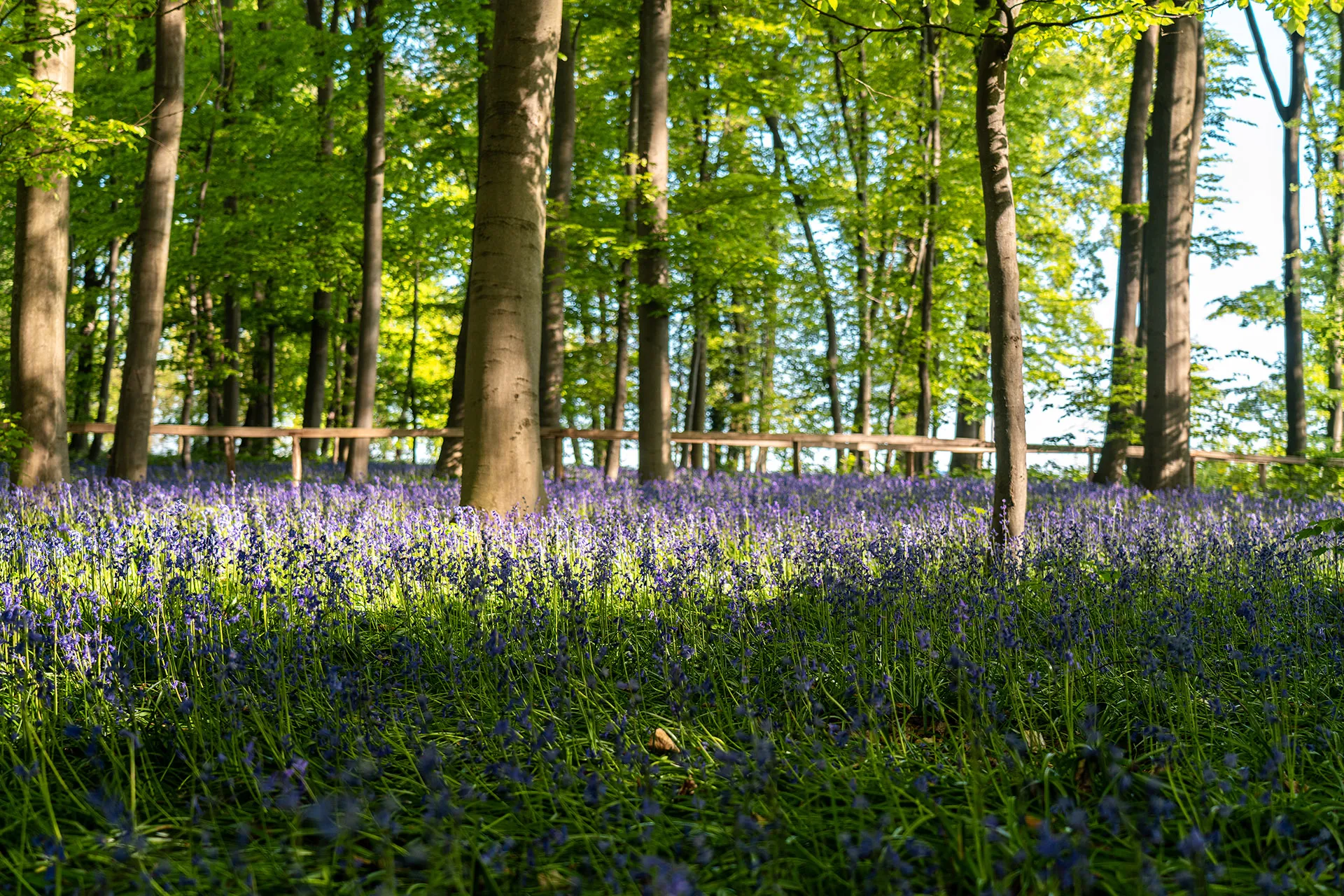 So schön und berühmt, dass man sie schützen muss. Die Blumen im Wald bei Doveren.