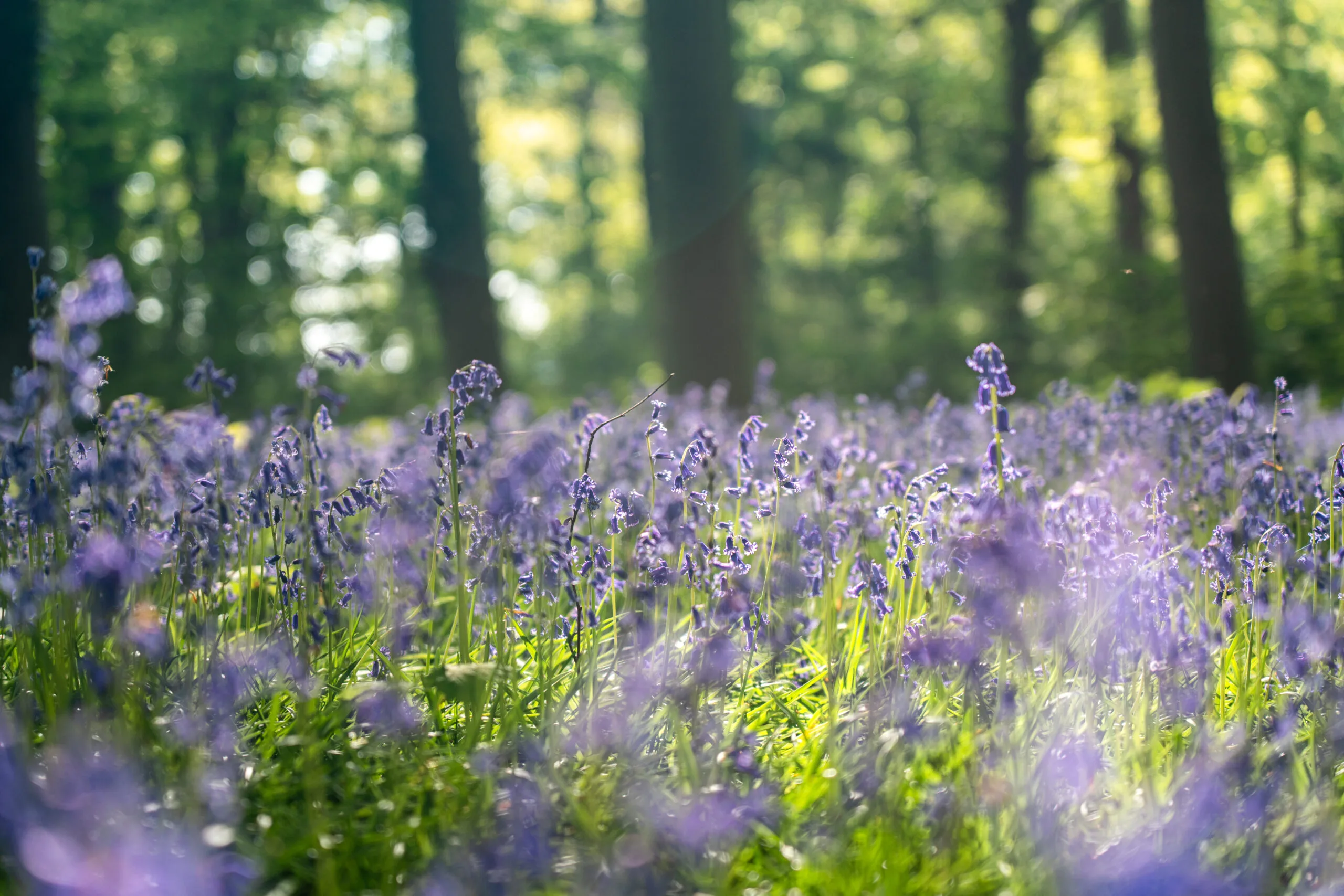 Die Blauen Blumen von Hückelhoven