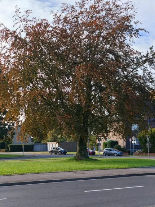Rotbuche Hoch